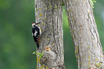 Poster - Blutspecht (Dendrocopos syriacus), Thrakien, Griechenland - Syrian woodpecker, Greece