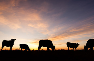 silhouetted cattle grazing in a field at sunset.