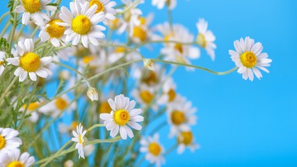 Wall Mural - Сhamomile (Matricaria recutita), blooming spring flowers on a blue background, closeup, selective focus, with space for text