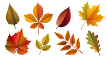 Autumn Leaves Collection, Including Maple, Chestnut, Grape, Oak And Rose Leaf. Vector Illustration Isolated On White Background, With Colors Of The Fall Like Yellow, Orange And Red, For Fall Template 