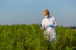 © MexChriss - Scientist with tweezers taking samples and observing CBD hemp plants on marijuana field