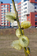 Wall Mural - spring april twigs with flowering buds wild willow tree blossom near city homes