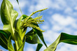 inflorescence and leaves of maize against the background of sky and clouds