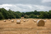 Numerous Round Hay Bales Lined Up In A Field