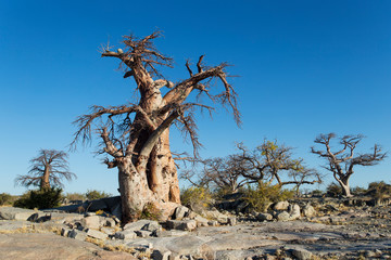 Wall Mural - Africa, Botswana, Baobab trees on dry granite outcrop of Kubu Island in Makgadikgadi Pan