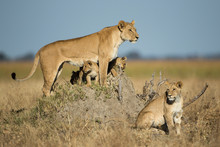 Africa, Botswana, Chobe National Park, Lioness(Panthera Leo) And Young Cubs Standing On Termite Mound In Savuti Marsh