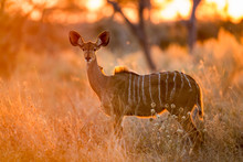 Africa, Botswana, Chobe National Park, Adult Female Greater Kudu (Tragelaphus Strepsiceros) Standing In Savuti Marsh At Sunrise