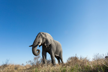 Canvas Print - Africa, Botswana, Chobe National Park, Low angle view of African Elephant (Loxodonta Africana) feeding in Savuti Marsh