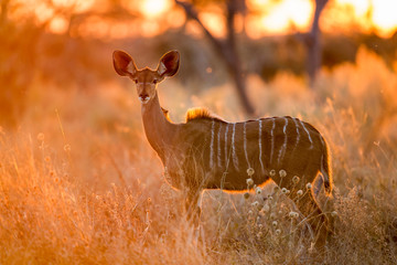 Wall Mural - Africa, Botswana, Chobe National Park, Adult female Greater Kudu (Tragelaphus strepsiceros) standing in Savuti Marsh at sunrise