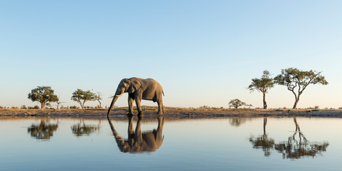 africa, botswana, chobe national park, african elephant (loxodonta africana) stands at edge of water