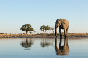 Canvas Print - Africa, Botswana, Chobe National Park, African Elephant (Loxodonta Africana) stands at edge of water hole in Savuti Marsh