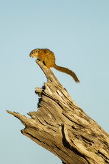 Wall Mural - Africa, Botswana, Chobe National Park, Unstriped Ground Squirrel (Xerus rutilus) standing atop dead tree in Savuti Marsh