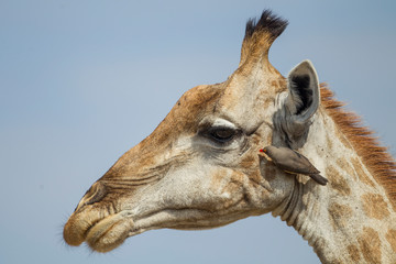 Canvas Print - Africa, Botswana, Moremi Game Reserve, Giraffe (Giraffa camelopardalis) with Red-Billed Oxpecker (Buphagus erythrorhynchus) grooming its head