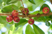 Red Wax Apple Fruit