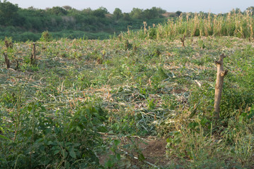 Poster - Ethiopia: Lower Omo River Basin, Chelete farms for Karo, sorghum field on the river