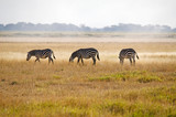 Fototapeta Sawanna - Kenya, Amboseli National Park, 3 zebras in the savannah