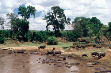 Wall Mural - Kenya, Maasai Mara National Reserve, Heard of Hippopotamus (Hippopotamus Amphibius) in the Mara River