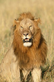Fototapeta Sawanna - Kenya, Maasai Mara National Reserve, Male Lion (Panthera Leo)