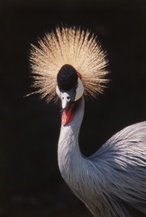 Wall Mural - Kenya, Maasai Mara, Close- Up of Crowned Crane