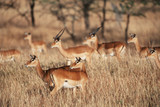 Fototapeta  - Kenya, Samburu, Herds of Impalas of Plains (Aepyceros Melampus) looking in one direction
