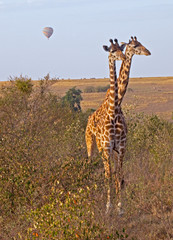 Poster - Two Giraffes (Giraffa camelopardalis), Masai Mara National Reserve, Kenya