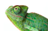 Fototapeta Zwierzęta - chameleon - Chamaeleo calyptratus on a branch isolated on white