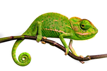 Wall Mural - cute funny chameleon - Chamaeleo calyptratus on a branch
