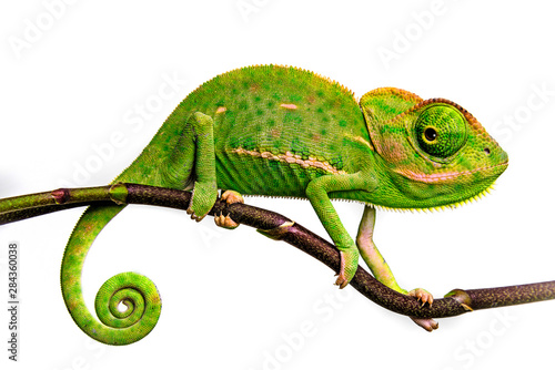 cute funny chameleon - Chamaeleo calyptratus on a branch Tableau sur Toile