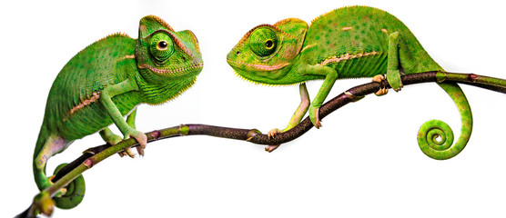 Wall Mural - green chameleon - Chamaeleo calyptratus