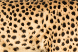 Africa, Namibia, Keetmanshoop. Close-up view of cheetah fur.