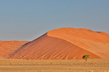  Lone tree and tall sand dune, Sossusvlei, Namibia
