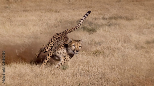 Fotografía Namibia. Cheetah running at the Cheetah Conservation Foundation.