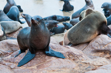 Wall Mural - Cape Fur seals (Arctocephalus pusillus), Cape Cross, Skeleton Coast, Kaokoland, Kunene Region, Namibia.