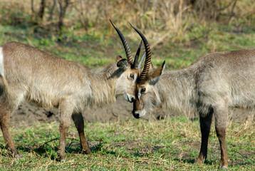 Sticker - Africa, South Africa, KwaZulu Natal, waterbuck in Hluhluwe Umfolozi National Park 