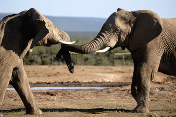 Wall Mural - South Africa, Addo Elephant National Park, Bull Elephants near water hole