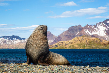 south georgia island, stromness bay, fur seal