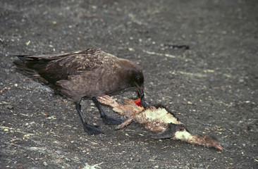 Wall Mural - Southern Ocean, South Georgia Island. A Brown Skua (Catharacta antarctica) feeding on the carcass of a penguin chick