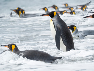 Poster - King Penguin (Aptenodytes patagonicus) on the island of South Georgia, the rookery on Salisbury Plain in the Bay of Isles. Adults entering the sea.