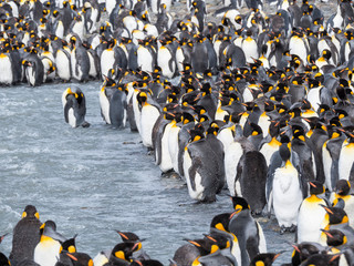 Wall Mural - King Penguin (Aptenodytes patagonicus) on the island of South Georgia, rookery in St. Andrews Bay. Adults molting.