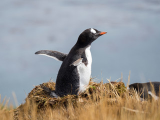 Poster - Gentoo Penguin (Pygoscelis Papua) on nest in Godthul on South Georgia.