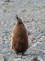 Poster - King Penguin (Aptenodytes patagonicus) on the island of South Georgia, rookery in Fortuna Bay. Chick in typical brown plumage.