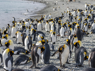 Poster - King Penguin (Aptenodytes patagonicus) on the island of South Georgia, rookery in Fortuna Bay.