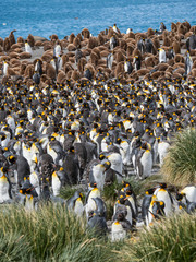 Canvas Print - King Penguin (Aptenodytes patagonicus) on the island of South Georgia, rookery in Gold Harbor.