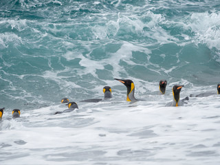 Wall Mural - King Penguin (Aptenodytes patagonicus) on the island of South Georgia, the rookery on Salisbury Plain in the Bay of Isles. Adults coming ashore.