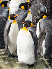 Canvas Print - King Penguin (Aptenodytes patagonicus) on the island of South Georgia, rookery in Gold Harbor. Adults molting.