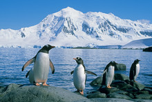 Gentoo Penguin, (Pygoscelis Papua), Port Lockroy, Group Coming Ashore, Antarctica