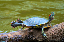 Hong Kong, A Painted Turtle Stretches On A Log.