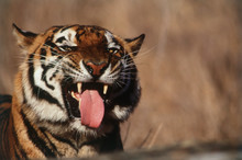 India, Bengal Tiger (Panthera Tigris)
