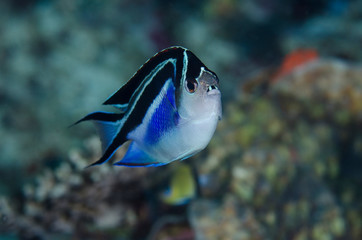 Sticker - Indonesia, West Papua, Cenderawasih Bay. Close-up of angelfish. Credit as: Jones & Shimlock / Jaynes Gallery / DanitaDelimont.com