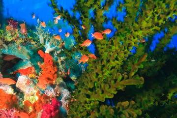 Scuba Diving at Tukang Besi/Wakatobi Archipelago Marine Preserve, South Sulawesi, Indonesia, S.E. Asia